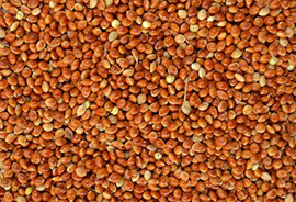 Red Millet