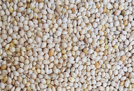 White Millet