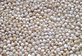 White Sorghum