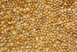 Yellow Millet